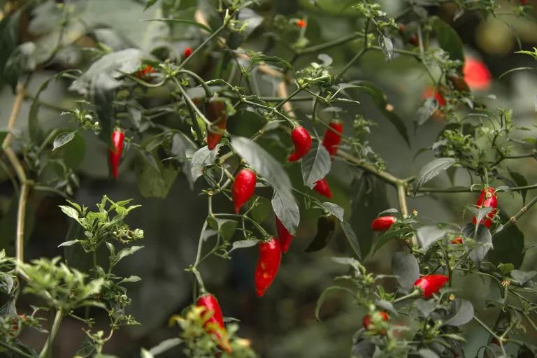 Small red chili peppers and green leaves on branches