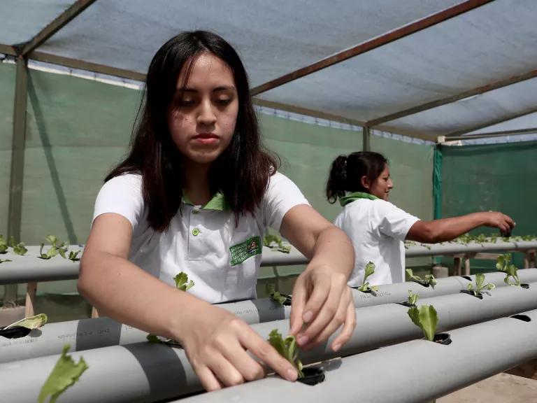 A worker tending to aquaponics in the Huacho province of Peru on June 2, 2023.